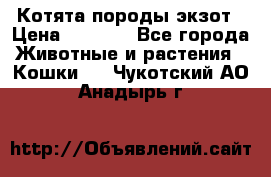 Котята породы экзот › Цена ­ 7 000 - Все города Животные и растения » Кошки   . Чукотский АО,Анадырь г.